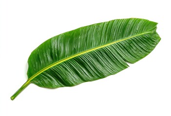 Obraz premium Large, vivid green leaf with central yellow vein, on white background