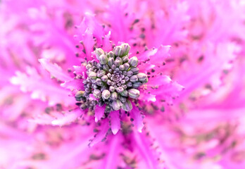 宝石のような蕾