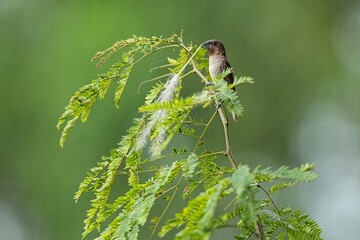 The Common Myna is commonly found in Thailand.