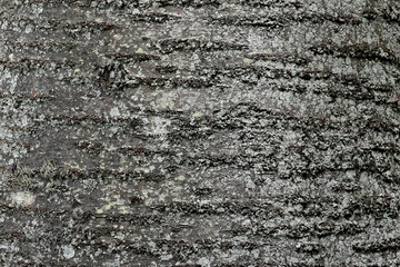 自然の芸術、森の中の樹木の表皮