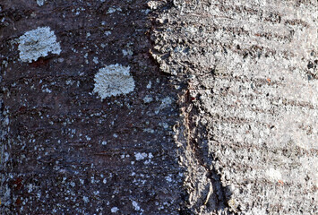 自然の芸術、森の中の樹木の表皮