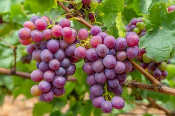 Purple grapes growing on vineyard vine ripe for harvest
