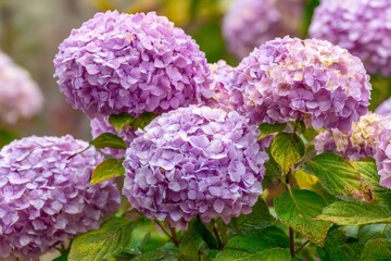 Fototapeta premium Hydrangea flowers blooming with vibrant purple petals in garden