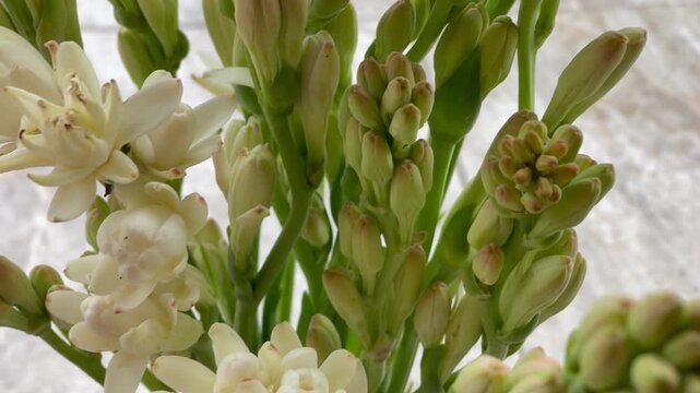 Close Up of Fragrant Tuberose Blossom