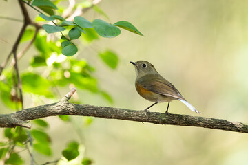 Himalayan bluetail female perches in forest showing alert posture subtle plumage balance and calm presence