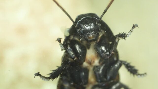 Cinematic 4K extreme close-up footage of large exotic cockroaches, showing detailed segmented bodies and antennae. High-quality macro nature videography highlighting pest biology, intricate exoskeleto