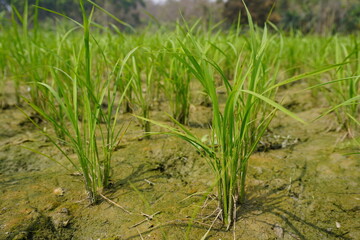 Obraz premium Fresh Green Rice Seedlings in Muddy Field