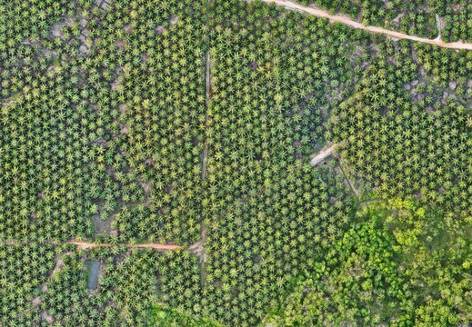 Aerial top view of an oil palm plantation with repeating tree pattern and dirt access roads, tropical agricultural landscape texture with natural green tones.
