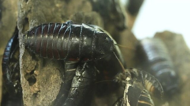 Cinematic 4K extreme close-up footage of large exotic cockroaches, showing detailed segmented bodies and antennae. High-quality macro nature videography highlighting pest biology, intricate exoskeleto