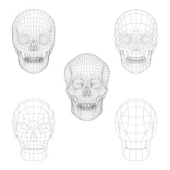 A wireframe human skull set displays intricate anatomical details with a transparent digital mesh structure. This 3D model is ideal for medical or scientific visualizations.