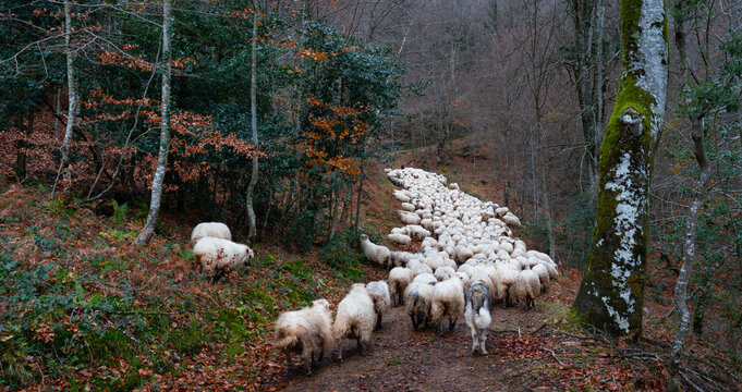 Flock of Latxa sheep (Basque: latxas) transhumant between Sodupe (Bizkaia) and the Losa Valley (Burgos). Las Merindades region. Burgos. Castile and Le&oacute;n. Spain. Europe