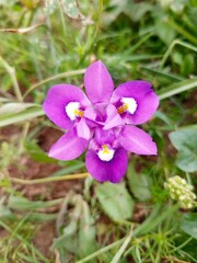 Fototapeta premium purple flowers in the garden