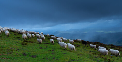 Obraz premium Flock of Latxa sheep (Basque: latxas) transhumant between Sodupe (Bizkaia) and the Losa Valley (Burgos). Las Merindades region. Burgos. Castile and León. Spain. Europe