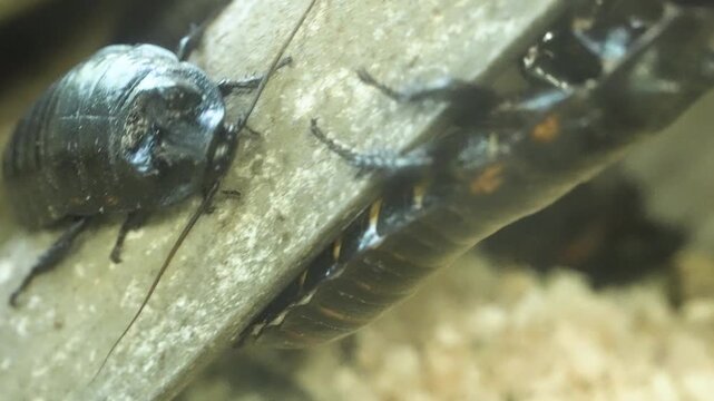 Cinematic 4K extreme close-up footage of large exotic cockroaches, showing detailed segmented bodies and antennae. High-quality macro nature videography highlighting pest biology, intricate exoskeleto