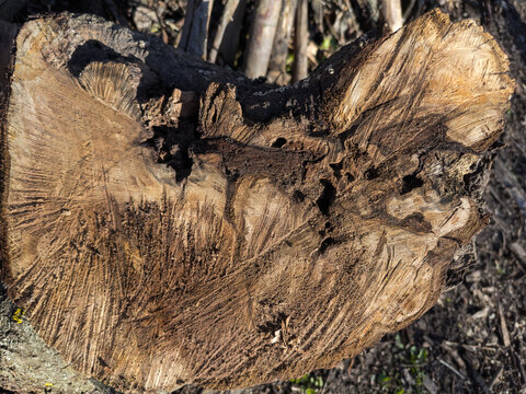 Stump of knotted tree with hollows, top view close-up