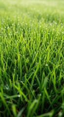 Fototapeta premium Lush green grass texture filling the frame under natural daylight. Ideal horizontal background for spring or summer themes, surface, detailed, fertile