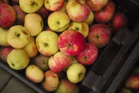 A top view of fresh multi-colored organic apples piled in a black plastic crate.