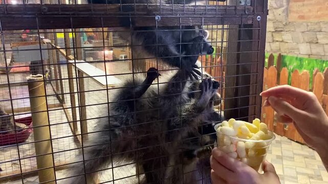 A girl feeds raccoons at a petting zoo. The raccoons climb the metal cage. The raccoons pick up the food with their paws.