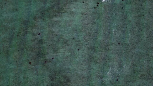 Group of sea turtles swimming gracefully across clear, shallow ocean water, viewed from an aerial perspective. Marine life habitat. Stunning aerial view drone camera pointing down