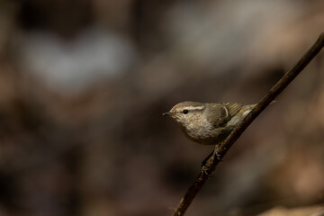 The energetic yet stationary behavior of a perched warbler is captured in the dappled sunlight of a mountain forest.