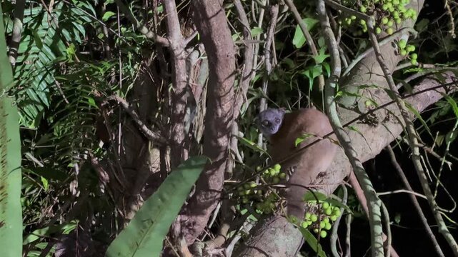 Masoala sportive lemur (Lepilemur scottorum) on a tree at night in Masoala National Park in Madagascar.