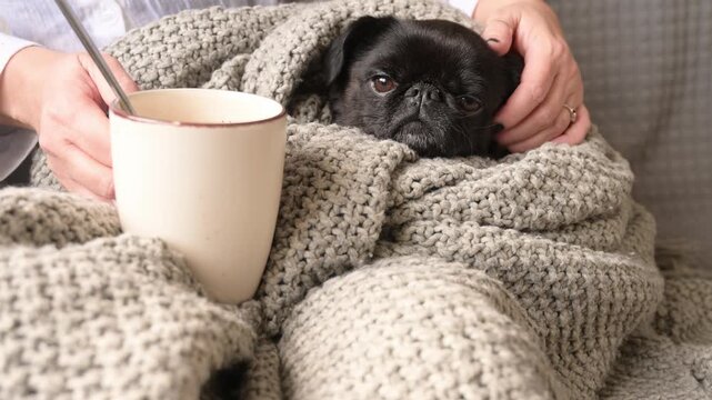 Brabantson or griffon dog lying on sofa wrapped in blanket . Concept of winter comfort, cold weather, anti-stress, emotional calm, pet care, cozy home atmosphere. relaxation, warmth, nurturing 