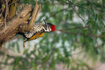 Black-rumped Flameback woodpecker foraging on a tree trunk.