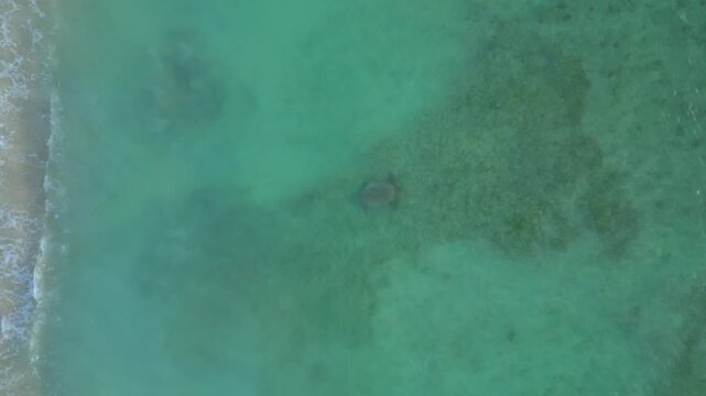 Group wild sea turtles swimming over sandy seabed in the clear tropical ocean water near Gili Trawangan, Indonesia. Beautiful aerial view ascending raise up drone camera pointing down