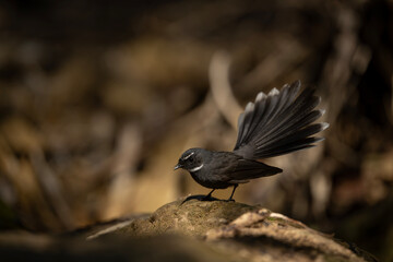 Close-up of a White-throated Fantail with fanned tail feathers