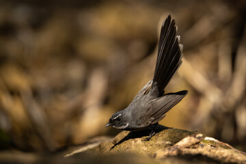 Detailed close-up of the White-throated Fantail's alert expression and intricate feather patterns as it pauses between hunting sorties.