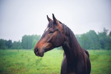 Obraz premium Noble Bay Horse Close-Up Portrait in Profil Against a Forest