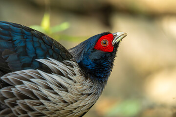 The rare and untamed beauty of the Kalij Pheasant is highlighted in this high-contrast, atmospheric observation at a jungle stream.