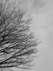 Obraz premium Black And White Tree Against Sky