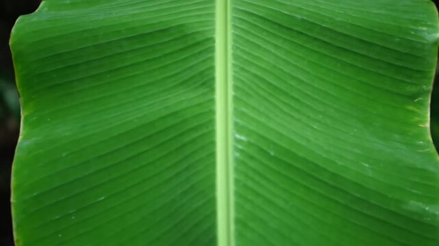 Close up of green banana leaf texture.