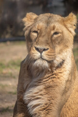 Obraz premium Lioness portrait basking in warm sunlight with calm and serene expression