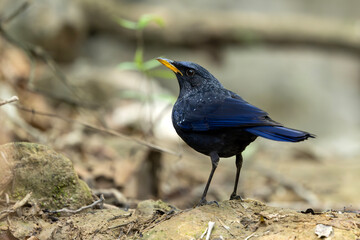 bluewhistlingthrush,whistlingthrush,myophonus,myophonuscaeruleus,passerine,bird,avian,wildlife,nature,forest,woodland,stream,watercourse,freshwater,riverine,rocks,rocky,shaded,canopy,habitat,ecosystem