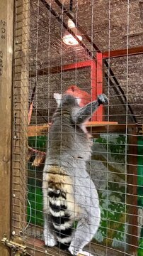 A lemur in a contact zoo.