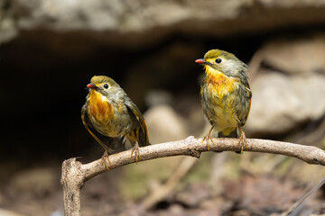 Red billed liothrix positioned on branch reflects freshness composure and stability