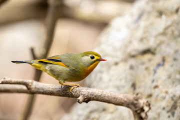 Closeup red billed liothrix perched in forest showing vibrant plumage alert posture balance and calm presence