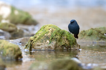 Freshwater habitat frames plumbeous water redstart beside flowing woodland stream