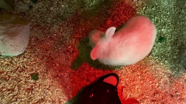 A rabbit is an animal in a petting zoo.