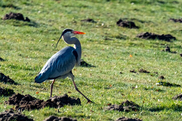Fototapeta premium Grey heron walking on green grass with molehills