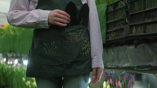 Gardener holding small hand trowel and cultivator in greenhouse with tulips