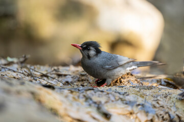 Observation of the iridescent sheen on the black feathers of a bulbul as it interacts with the morning light at a stream.