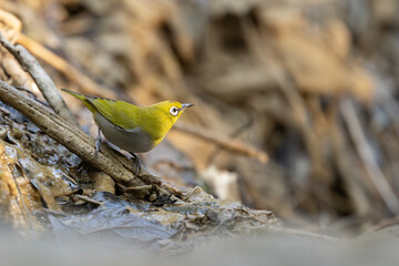This clip captures the joy and energy of a wild songbird maintaining its plumage in a pristine forest water source.