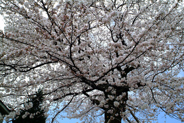 Cherry blossom in Japan