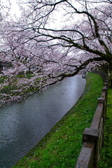 Fototapeta premium Cherry blossom in Japan