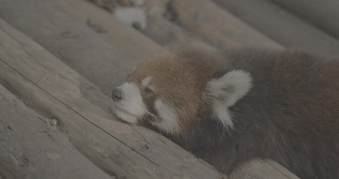 Ungraded C LOG 2, Cute Red Panda Face Close-up View. Red Panda Resting And Falls Asleep. Ailurus Fulgens Or Lesser Panda Is Small Mammal Native To The Eastern Himalayas And Southwestern China. Red