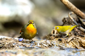 Red billed liothrix positioned near flowing stream reflects composure stability and awareness
