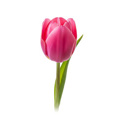 Fototapeta premium A vibrant pink tulip standing alone on transparent background